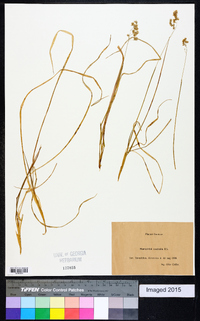 Hierochloe australis image