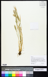 Hordeum murinum image