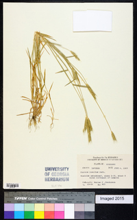 Hordeum pusillum image