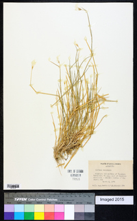 Hordeum secalinum image