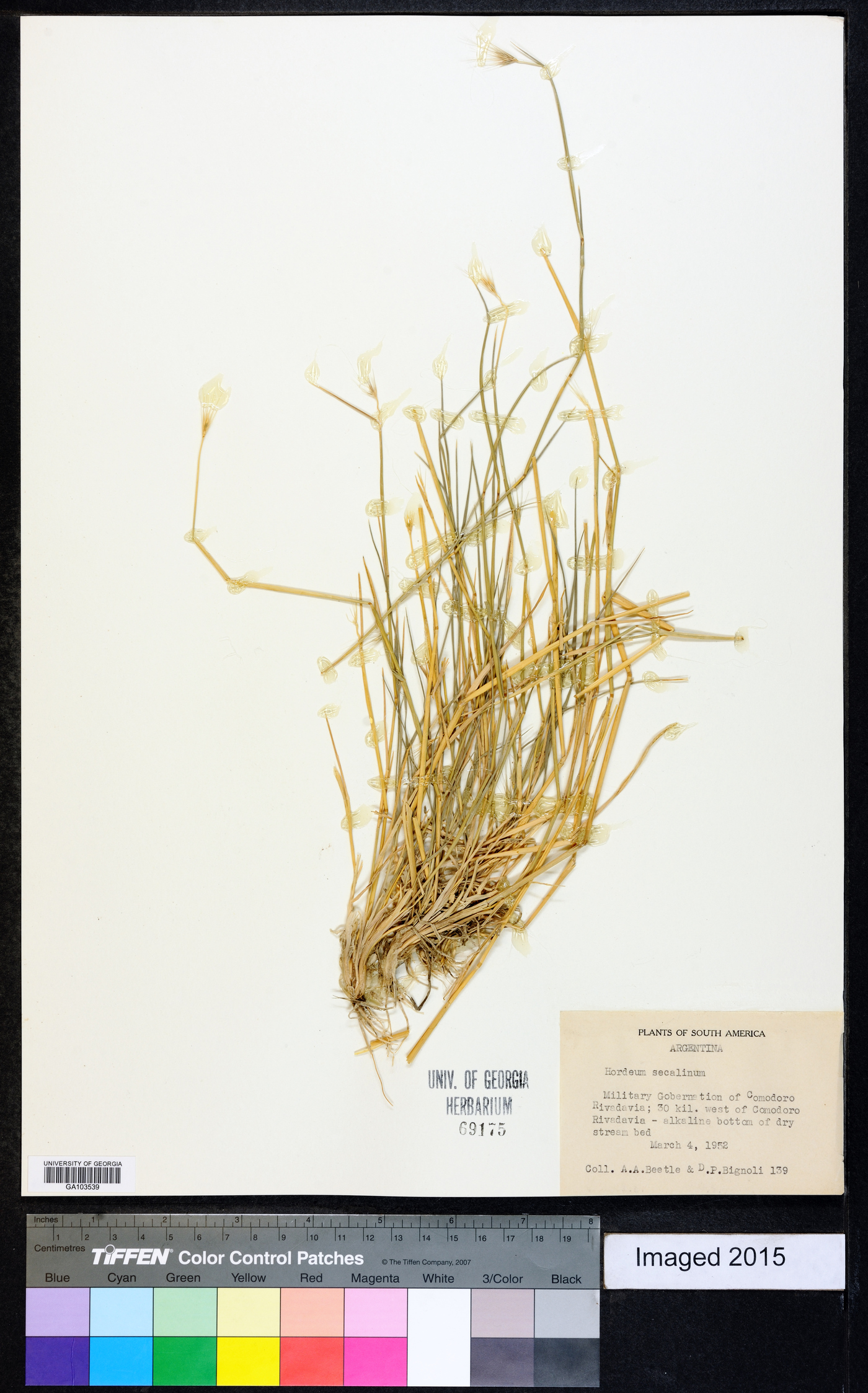 Hordeum secalinum image