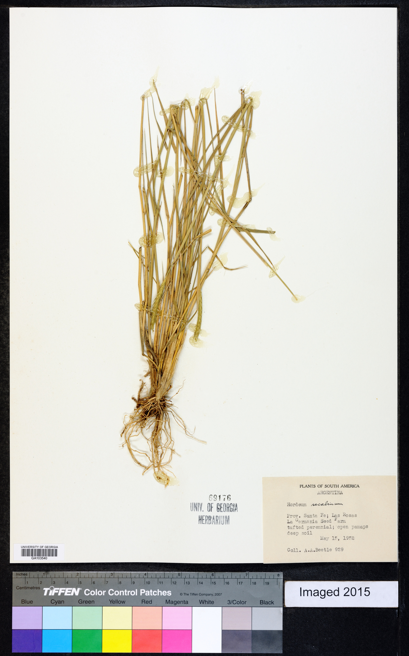 Hordeum secalinum image