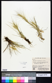 Hordeum montanense image