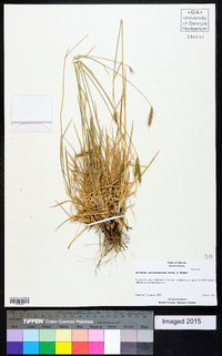 Hordeum californicum image