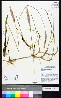 Imperata cylindrica image