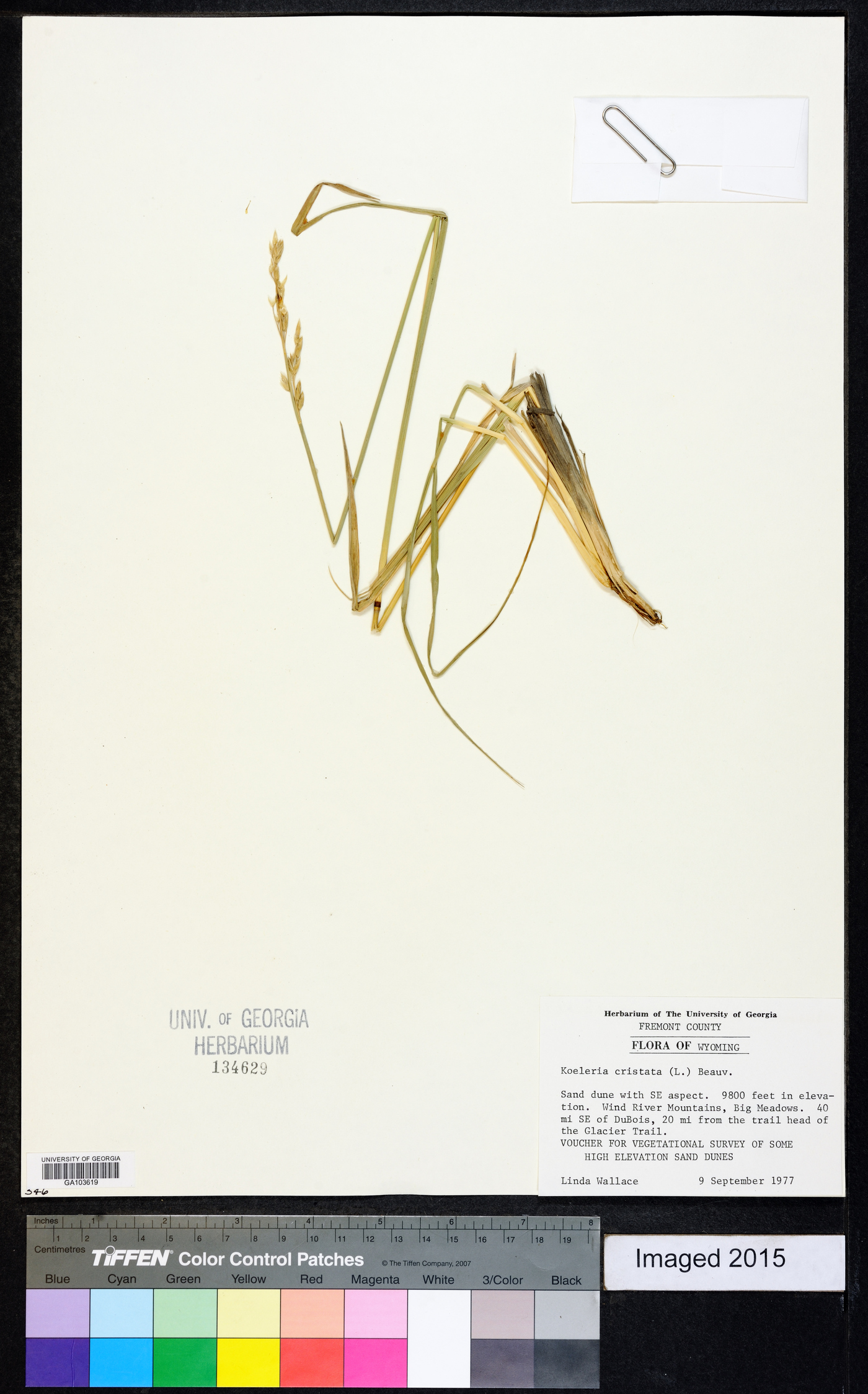 Koeleria pyramidata var. pyramidata image