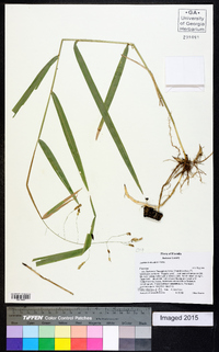 Leersia lenticularis image