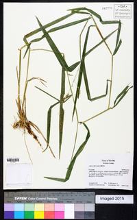 Leersia lenticularis image