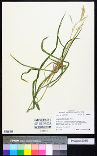 Leersia lenticularis image