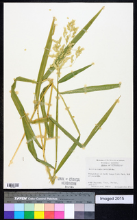 Leersia lenticularis image