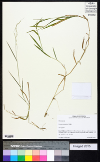 Leersia virginica image