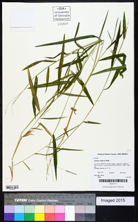 Leersia virginica image