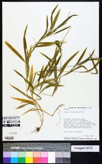 Leersia virginica image