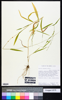 Leersia virginica image