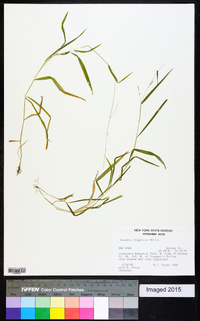 Leersia virginica image