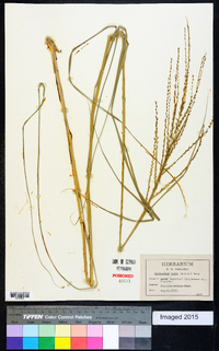 Disakisperma dubium image