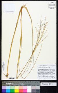 Diplachne fusca subsp. fascicularis image