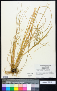 Diplachne fusca subsp. fascicularis image