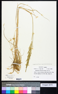 Diplachne fusca subsp. uninervia image