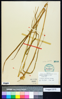 Leptochloa virgata image