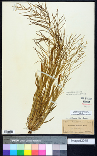 Leptochloa panicea subsp. mucronata image