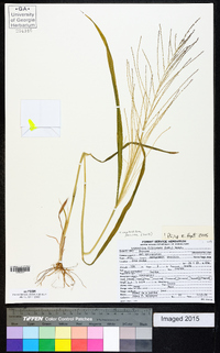 Leptochloa panicea image