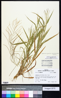 Leptochloa panicea subsp. mucronata image