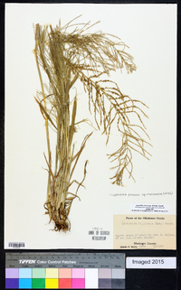 Leptochloa panicea subsp. mucronata image