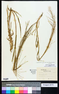 Leptochloa panicea subsp. mucronata image