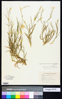 Leptochloa panicea subsp. mucronata image