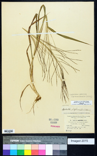 Leptochloa panicea image