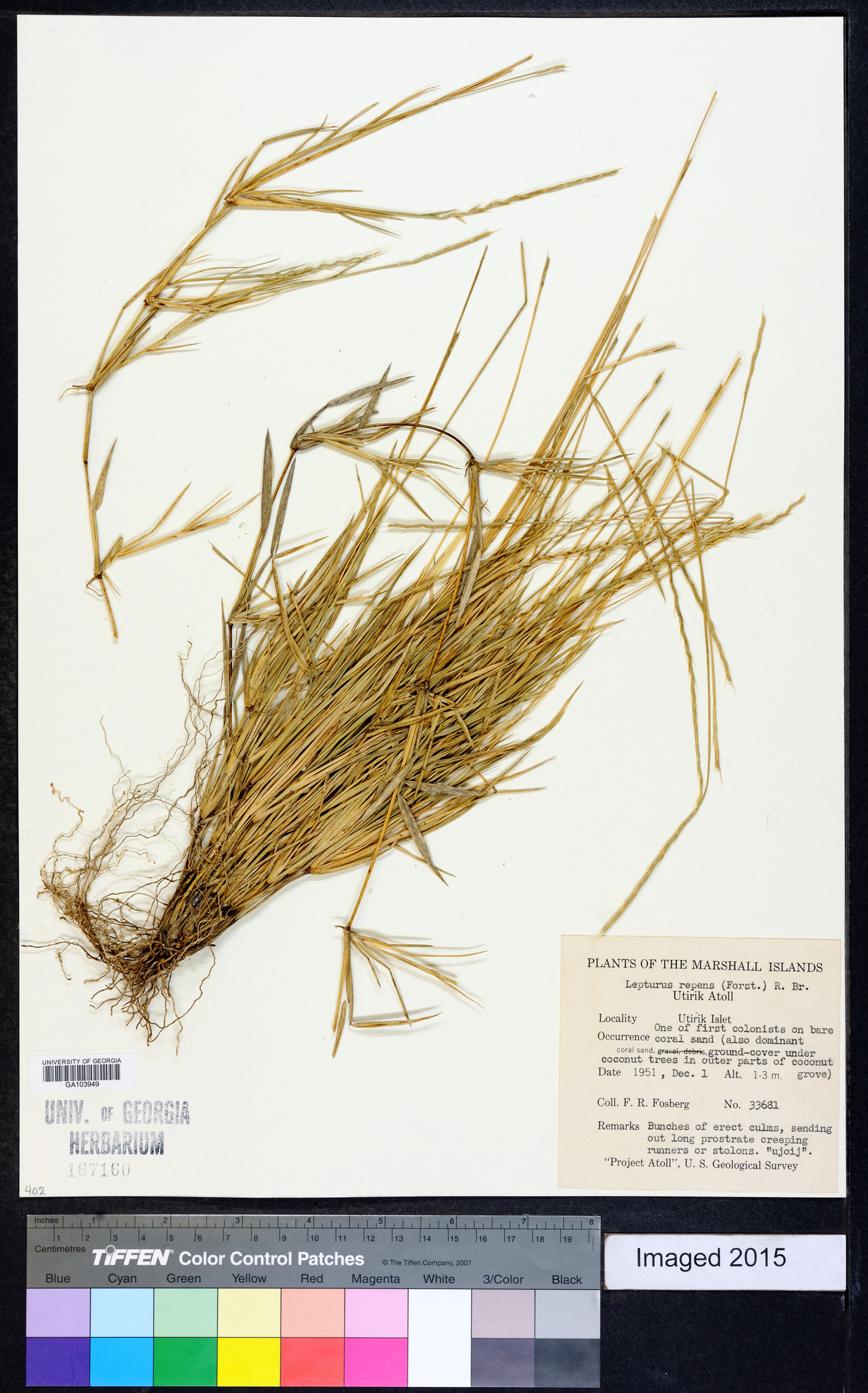 Lepturus repens image