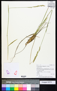 Leucopoa kingii image