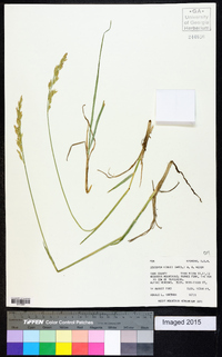 Leucopoa kingii image