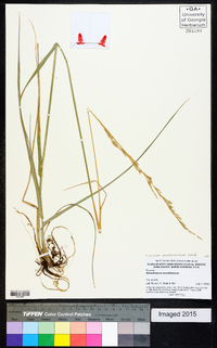 Lolium arundinaceum image