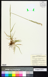 Lolium arundinaceum image