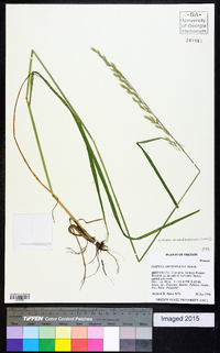 Lolium arundinaceum image