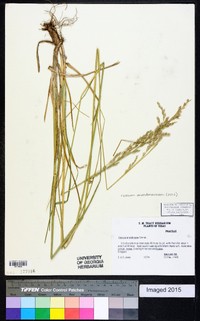 Lolium arundinaceum image