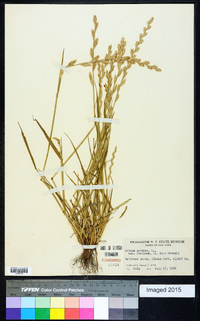 Lolium multiflorum image