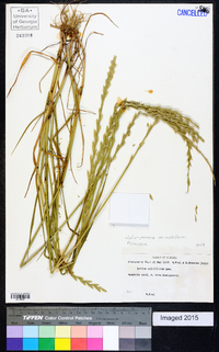 Lolium perenne subsp. multiflorum image