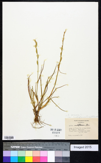 Lolium perenne subsp. multiflorum image