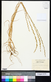 Lolium perenne subsp. multiflorum image