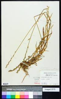 Lolium perenne subsp. multiflorum image