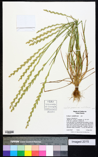 Lolium perenne subsp. multiflorum image