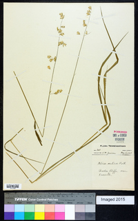 Melica mutica image