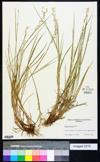 Melica mutica image