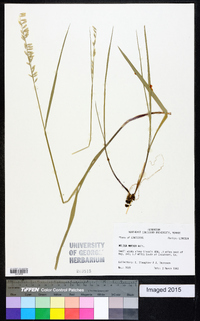 Melica mutica image
