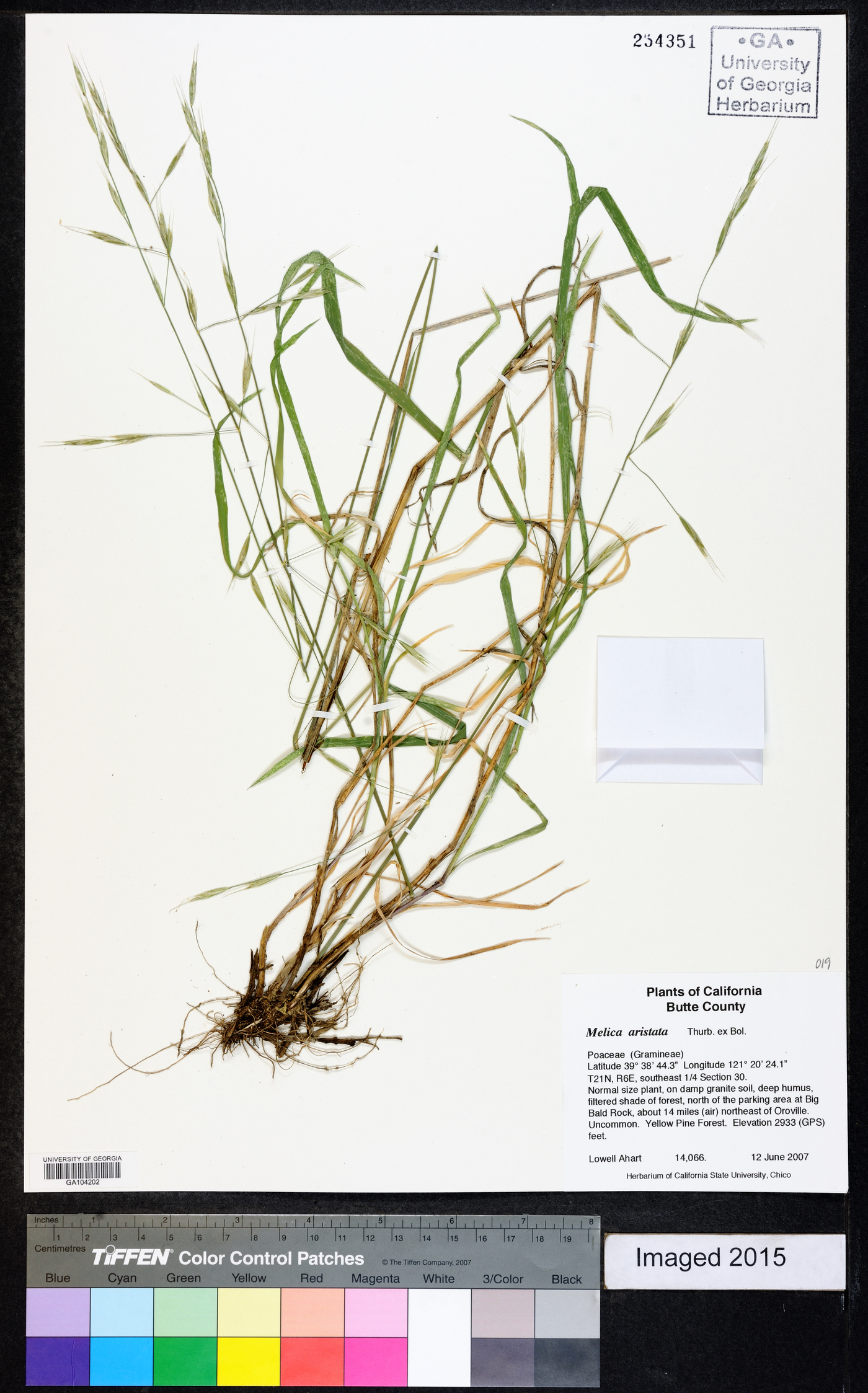 Melica aristata image