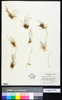 Microchloa indica image