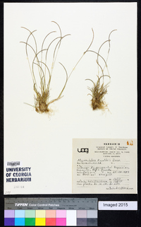 Microchloa kunthii image